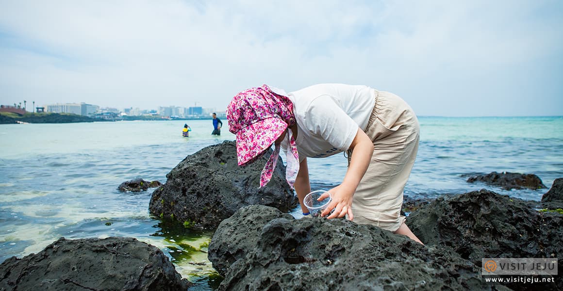 Collect your own seafood <Where to collect your own seafood the traditional way in Jeju?> - 이미지 1