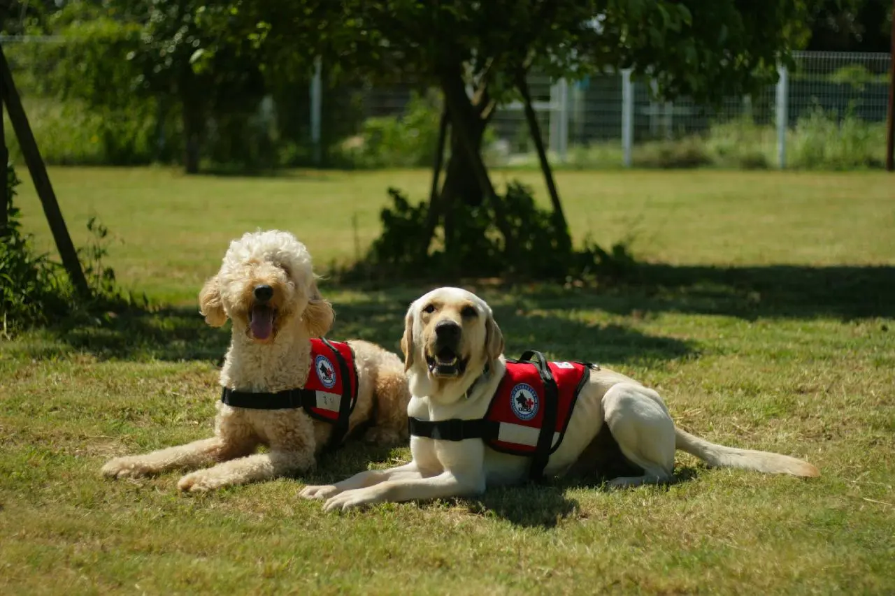 제주펫스쿨 - 이미지 1